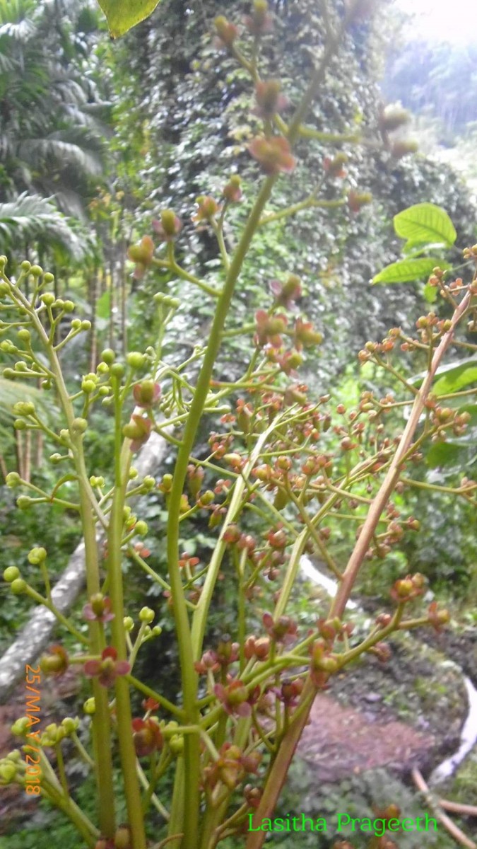 Nepenthes distillatoria L.